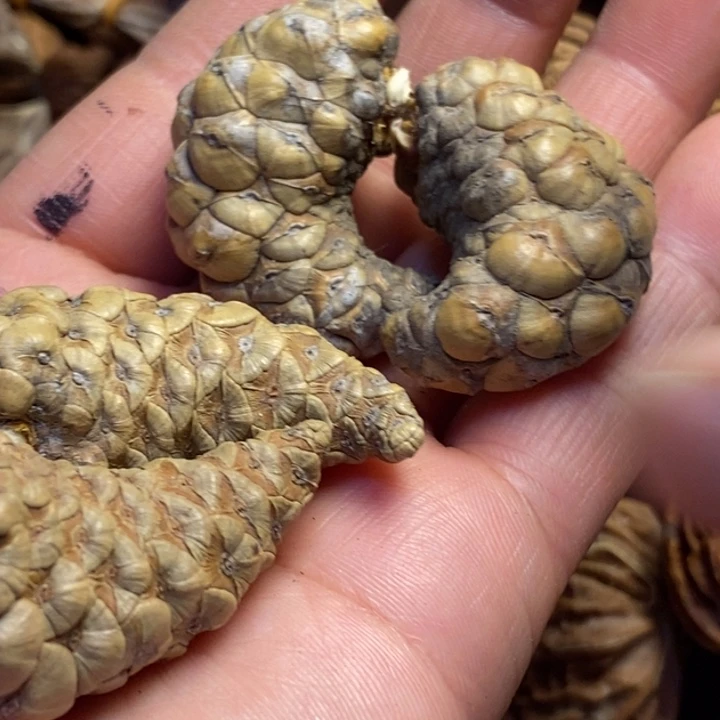 桃核吊坠东北特产