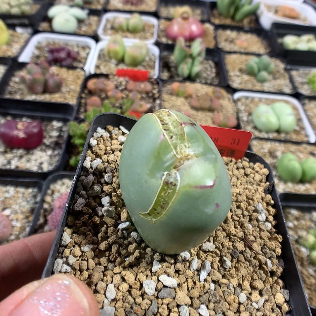 【闪购商品】2-18-31 瑕疵鸭嘴寿80小