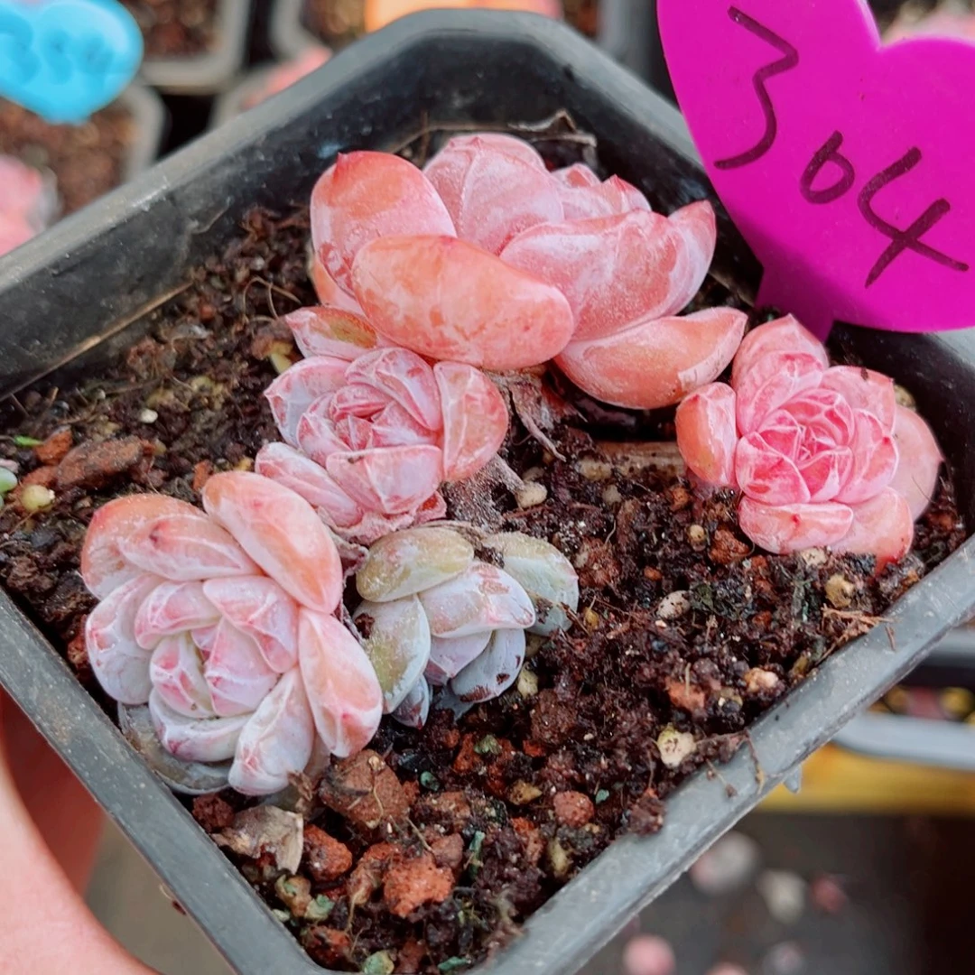 304号小老桩石榴籽星影群