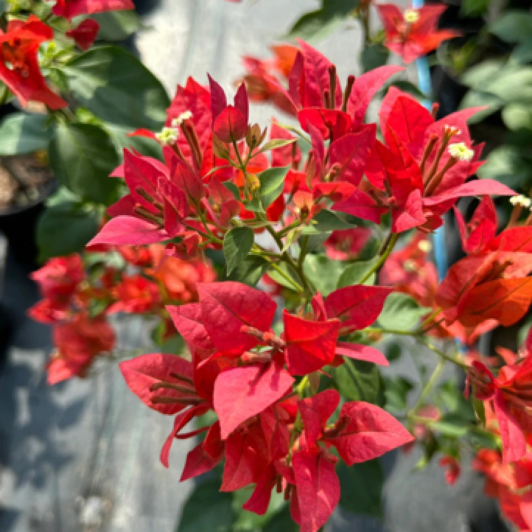 森朴【红丝绒·布理扎+金色光辉】原生扦插袋苗（包对版不包售后）