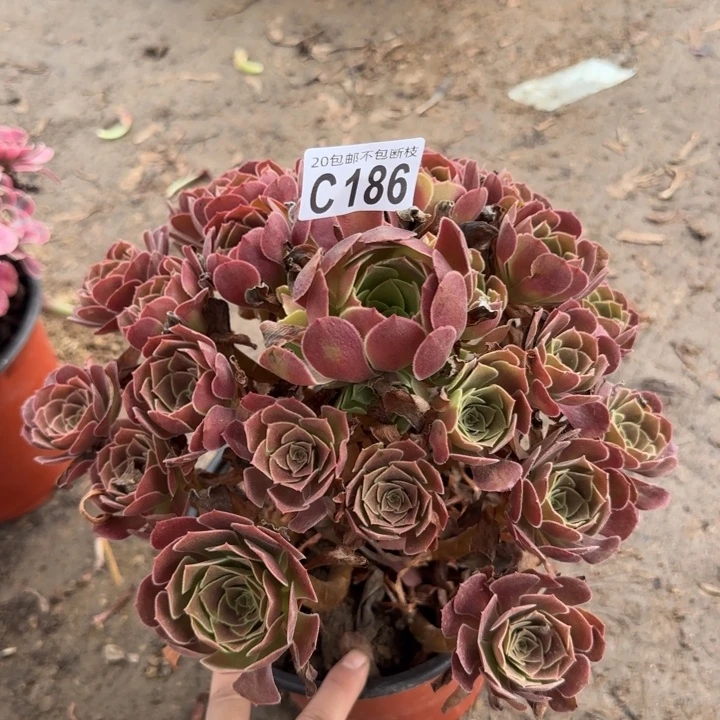 荷兰玫瑰……多肉植物……