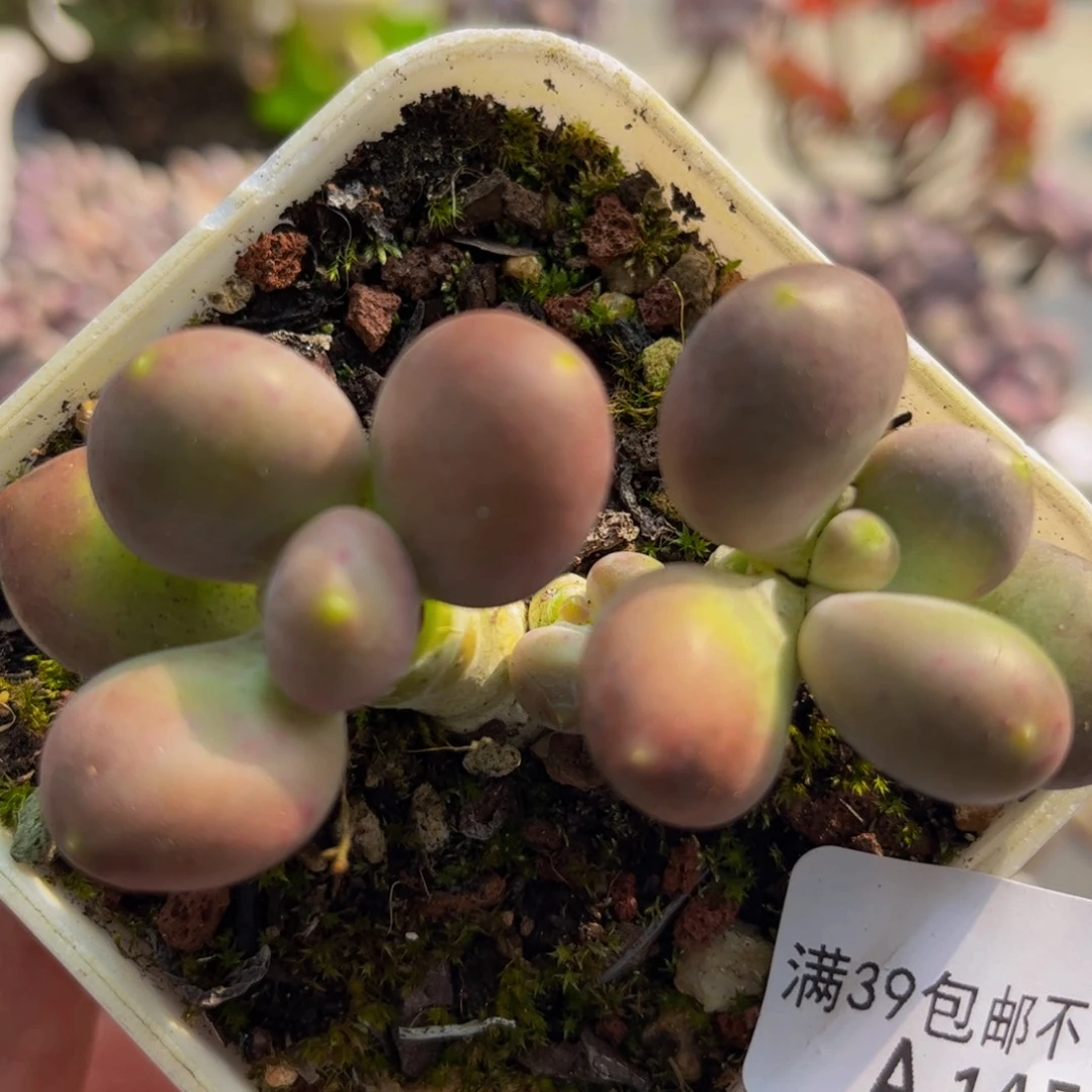 457/6cm芒果奶苗多肉