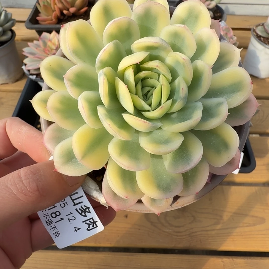 草莓冰锦111124-181