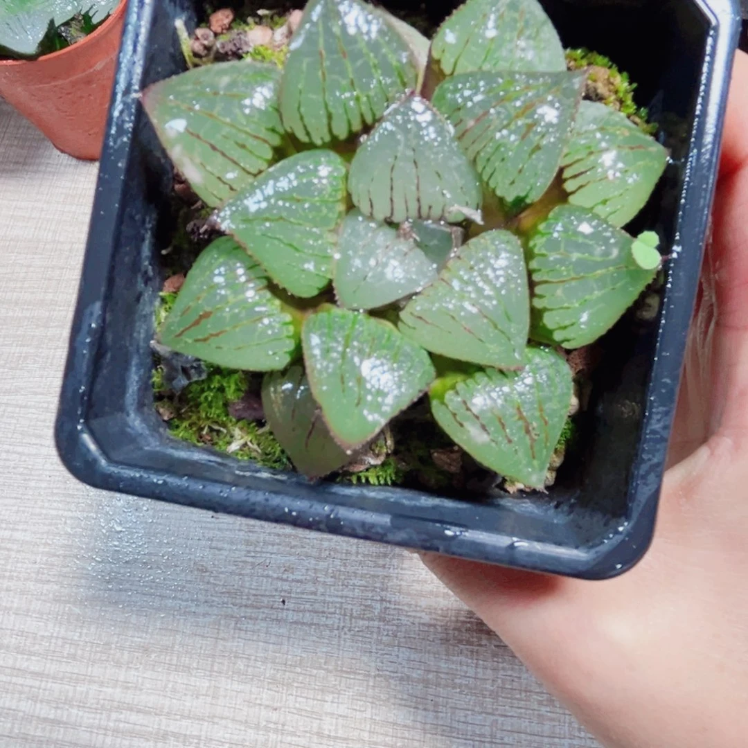 香瓜岛多肉植物6666