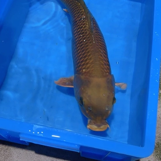 海水赤木芒果芥子