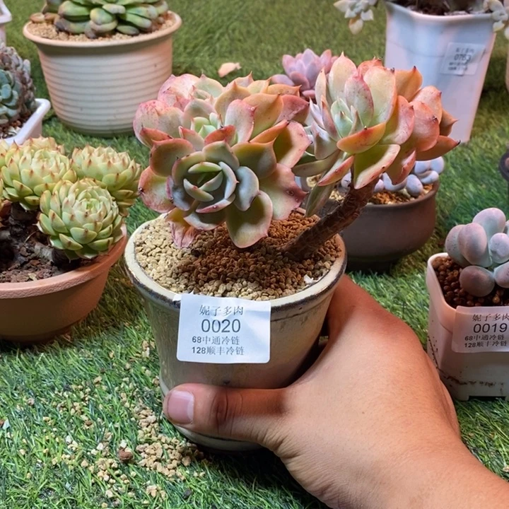 0020啊啊啊啊啊啊啊啊啊啊啊啊