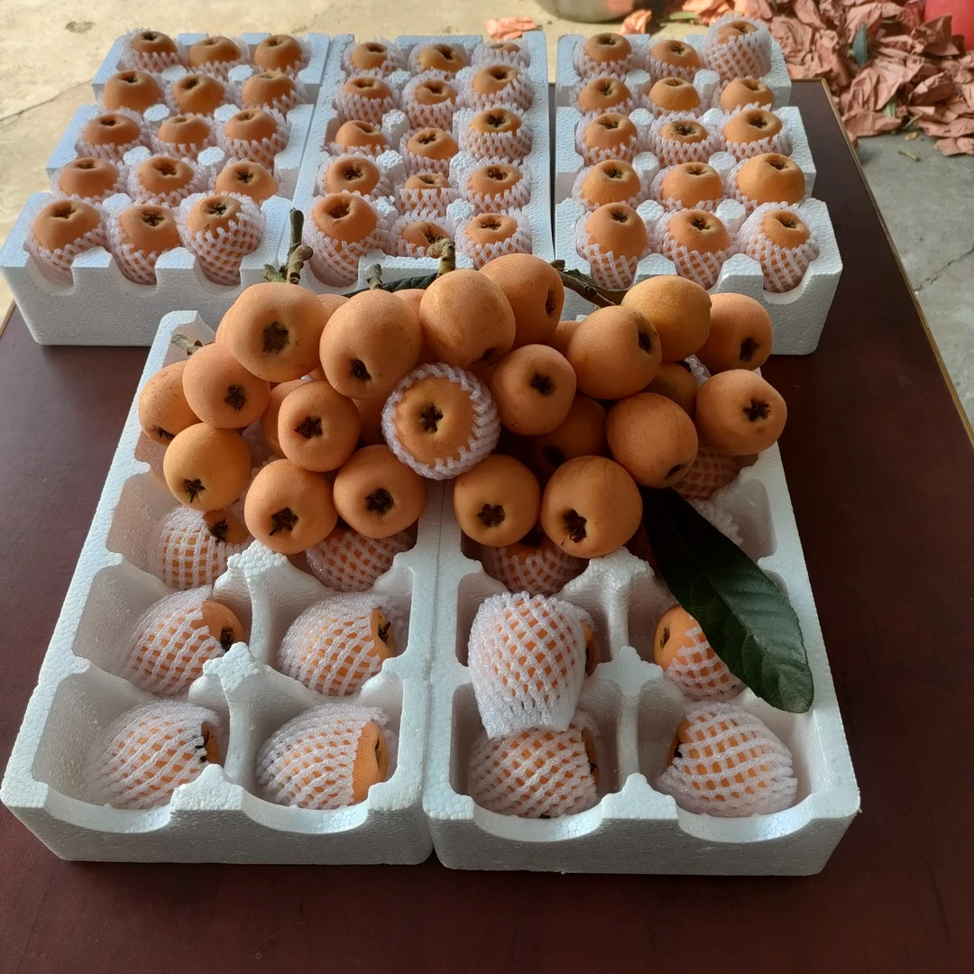 精品大五星枇杷 5斤装，包邮