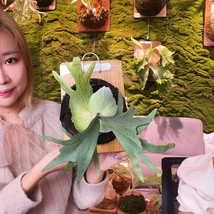 不开花植物Nook 黄波巴