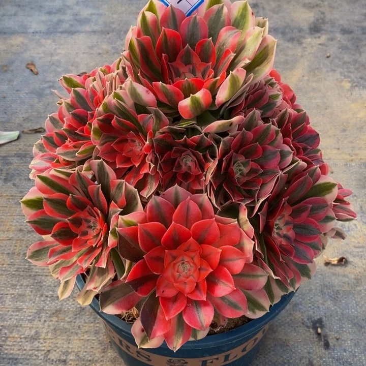 7*909粉女巫多肉法师