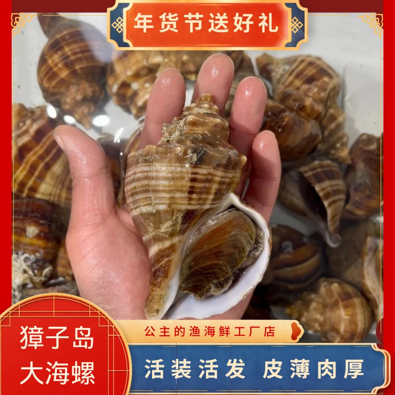 大连本地冷水大海螺2斤起拍，包肥包鲜不包活 ，大连发货