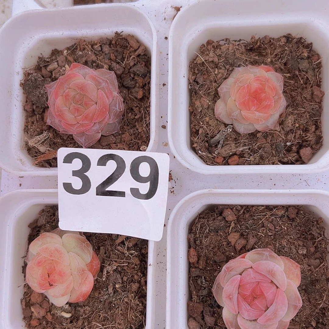 329多肉样品19包邮