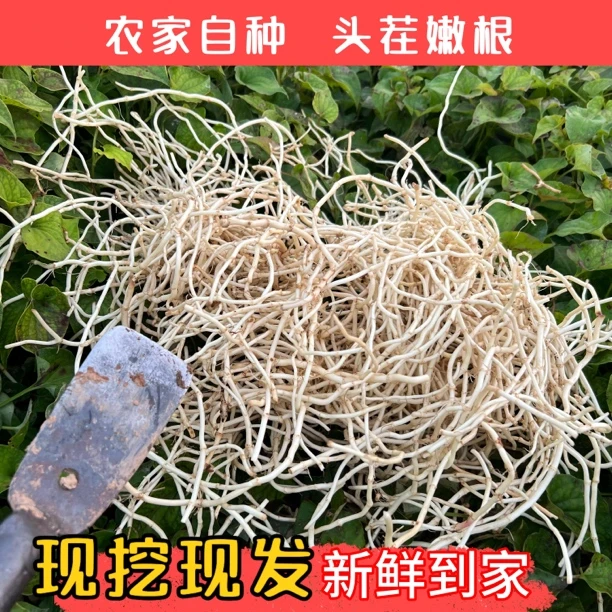 现挖新鲜带泥鱼腥草折耳根嫩根湖北特产可作凉拌菜的中药材
