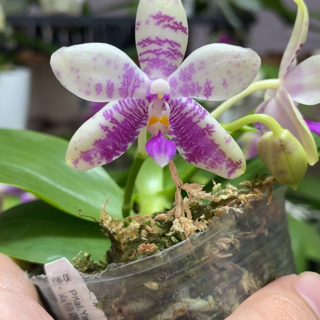 完全开放20叶瑕花期不保
