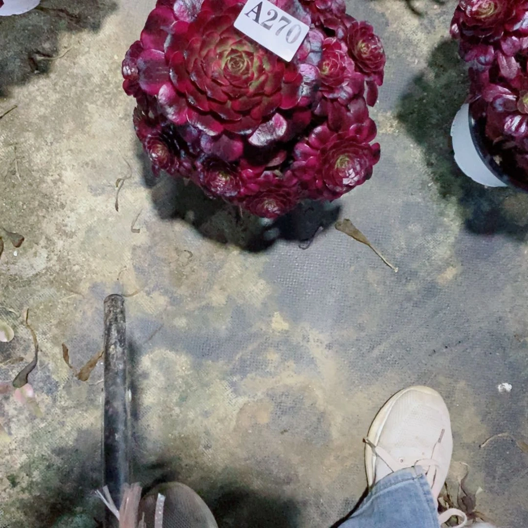 有**好嫩桩美姬270多肉法师