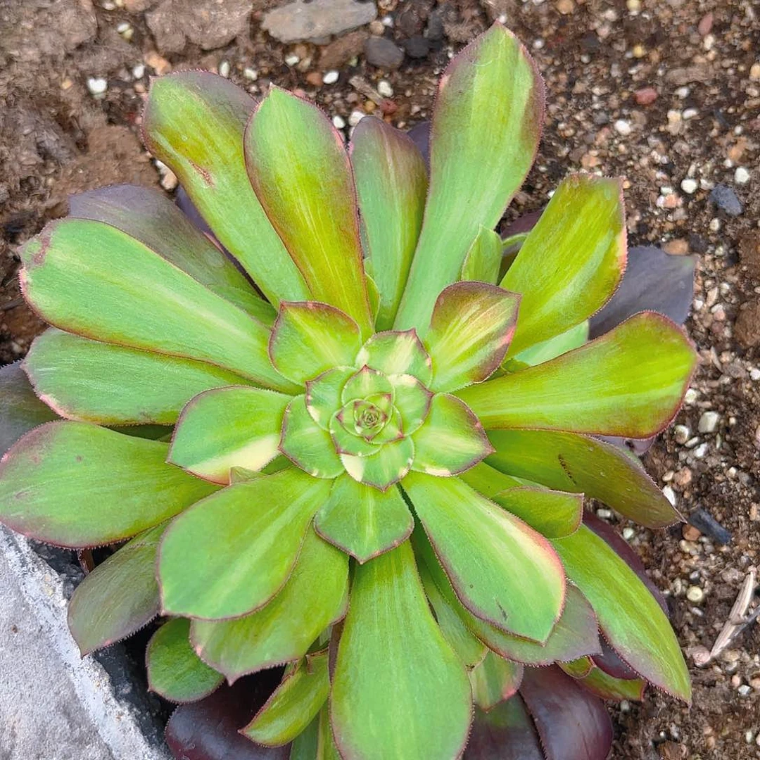 绍七彩多肉植物带崽