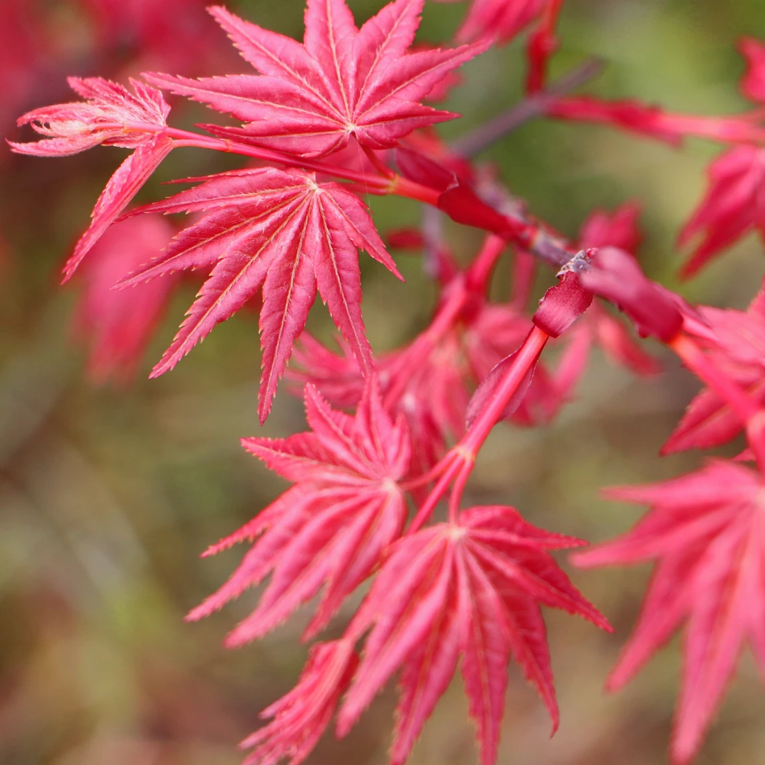 红枫直播间一物一拍专用链接
