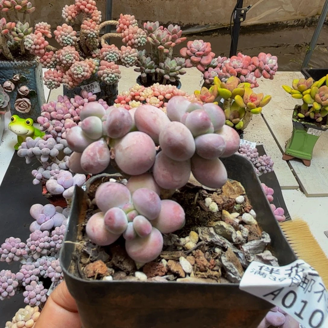 010苹果奶5cm多肉