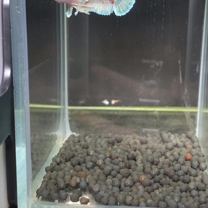 斗鱼泰国斗鱼514号