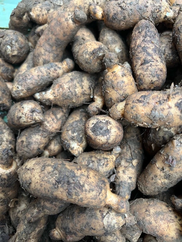 云南新鲜野生三年生长特级天麻可煲汤