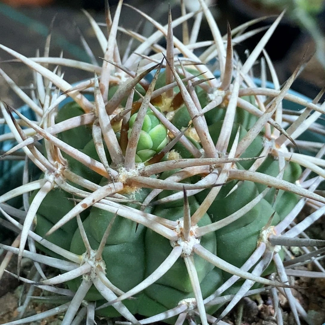 孤品实生特选株强狂粗刺五十铃碧岩玉