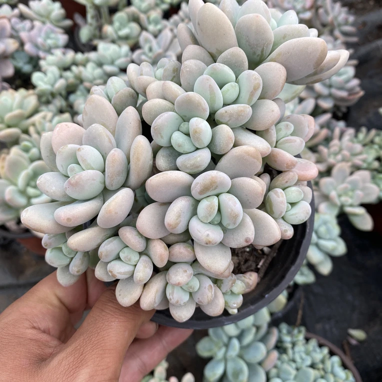 香水洛神多肉植物