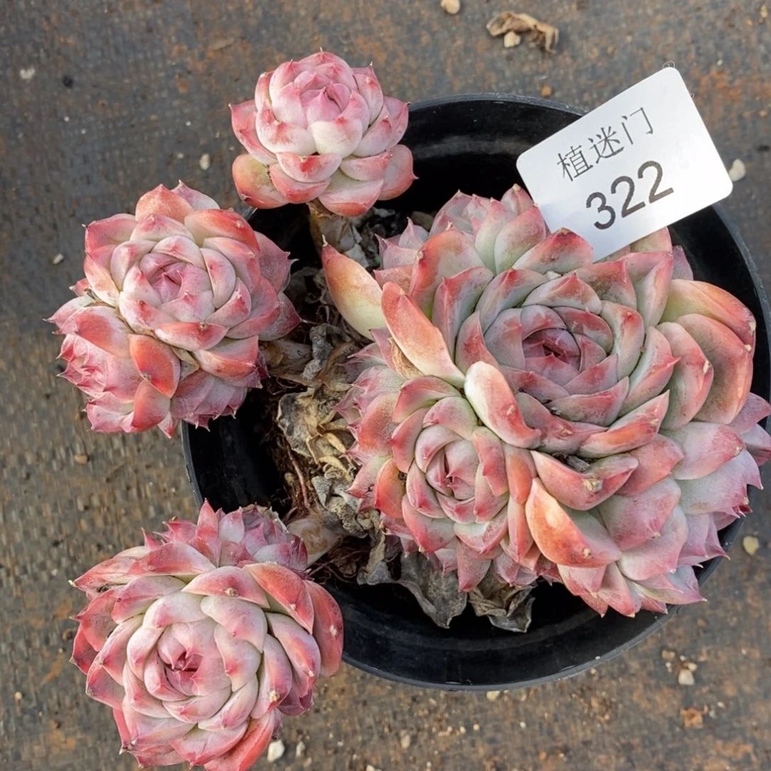 行***。杂交精品多肉322