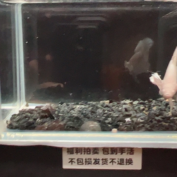 斗鱼竞拍跑单拉黑17日69