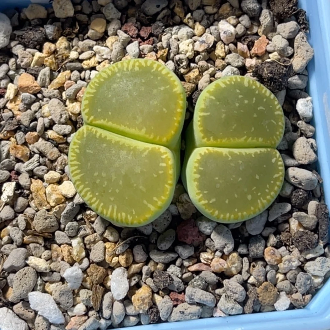 3321绿光阳1母本。