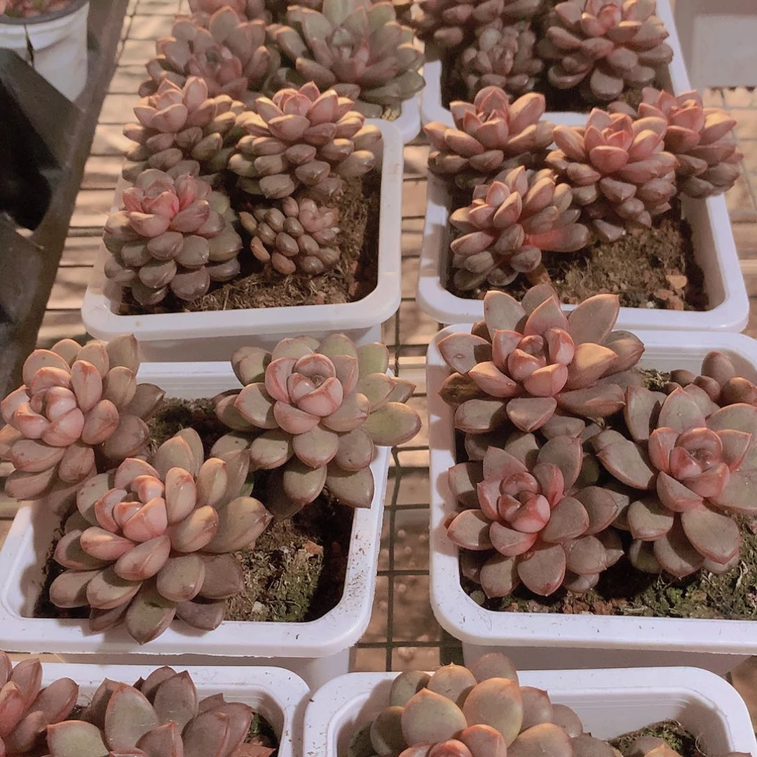 三头葡萄3456788999000