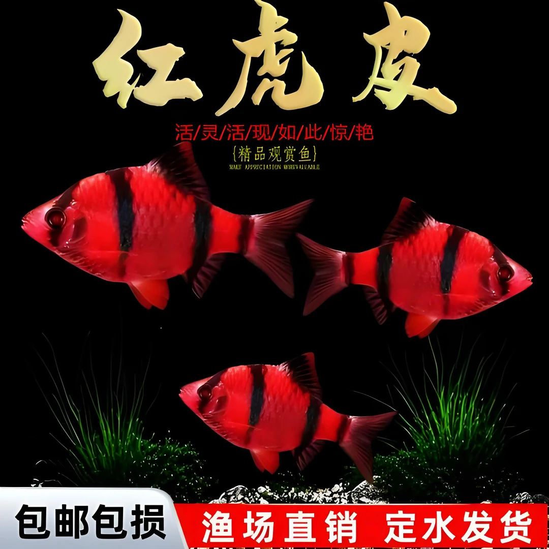 红纹虎皮鱼鱼观赏鱼鱼缸热带淡水观赏鱼好养耐活群游适合鲜活新手