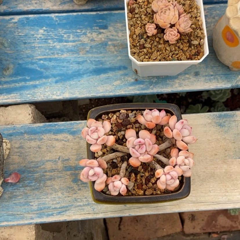 【闪购商品】蜜桃格林