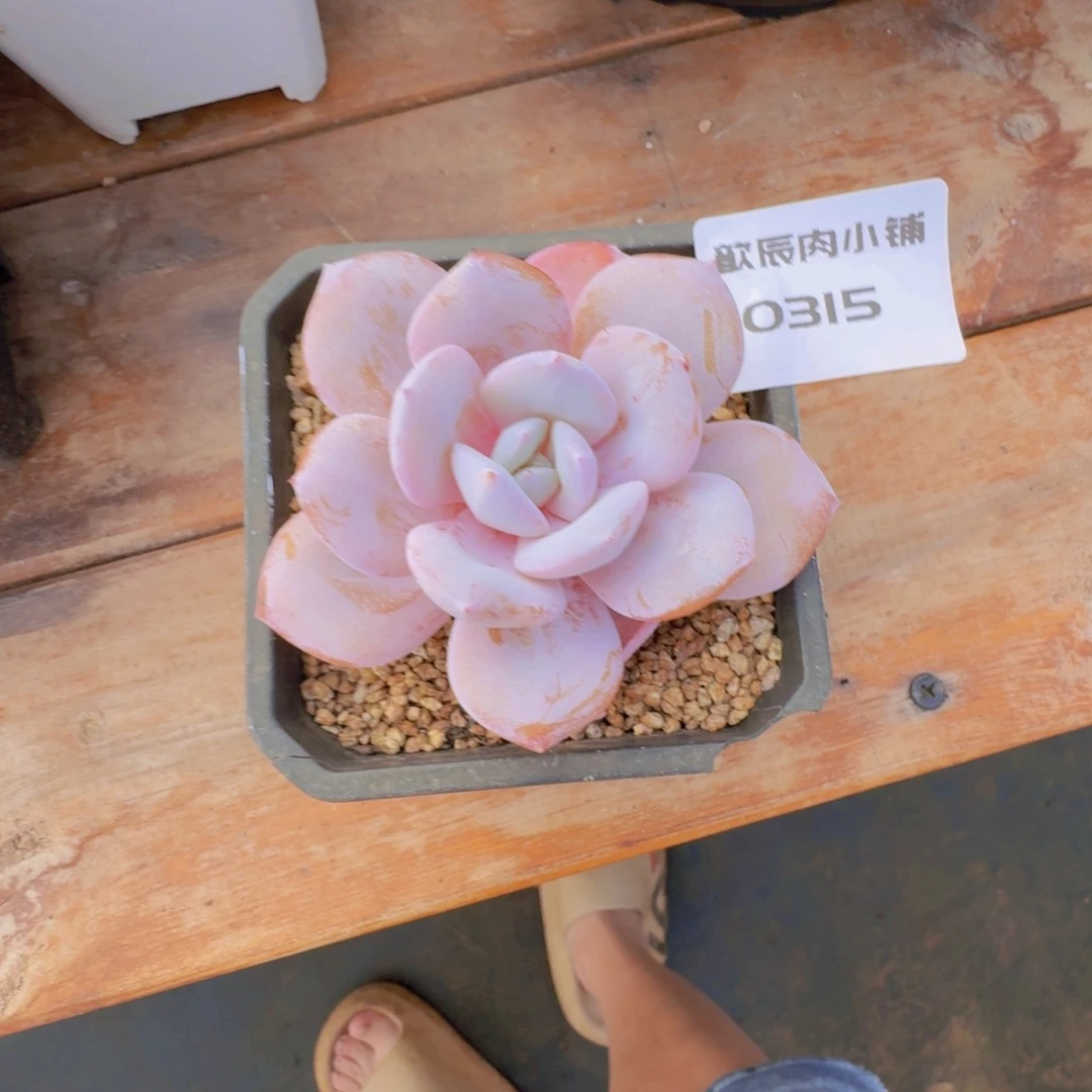 多肉植物奶茶单头0315