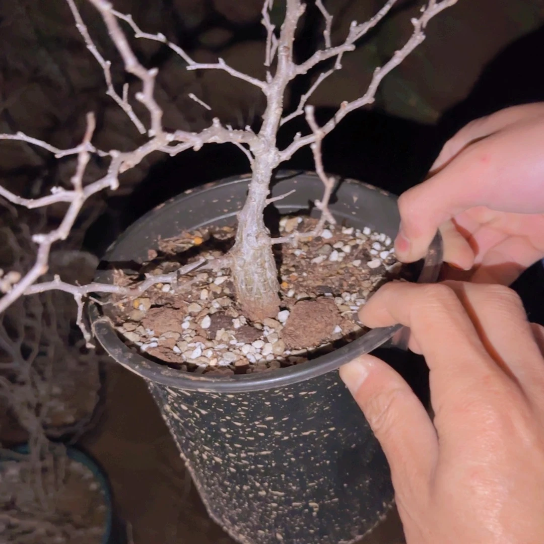 萨***f块根植物块根植物块根