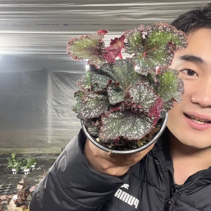 完全开放朱丽叶秋海棠120