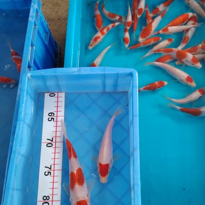 海水顺丰包邮开箱包活1
