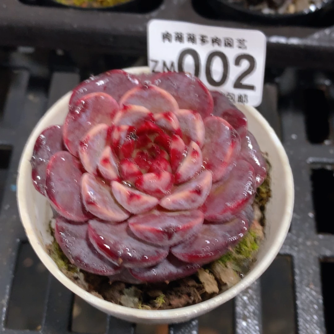 肉萌萌拇指盆精控多肉ZM002