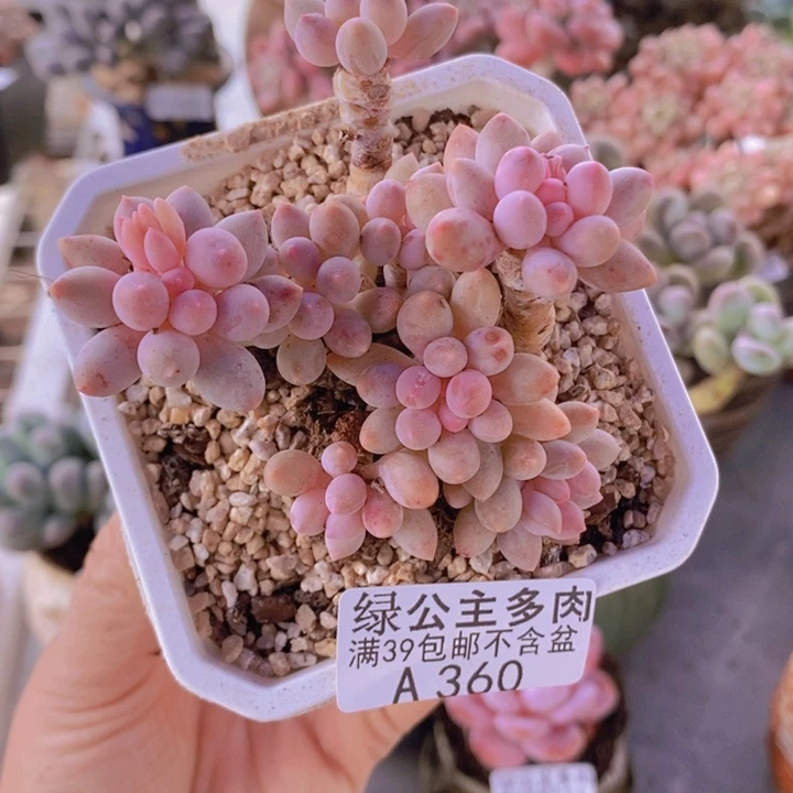 婴儿手指老桩7cm360多肉