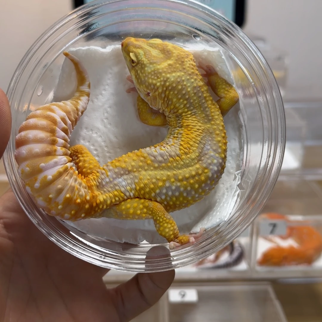 豹纹守宫川普弟弟