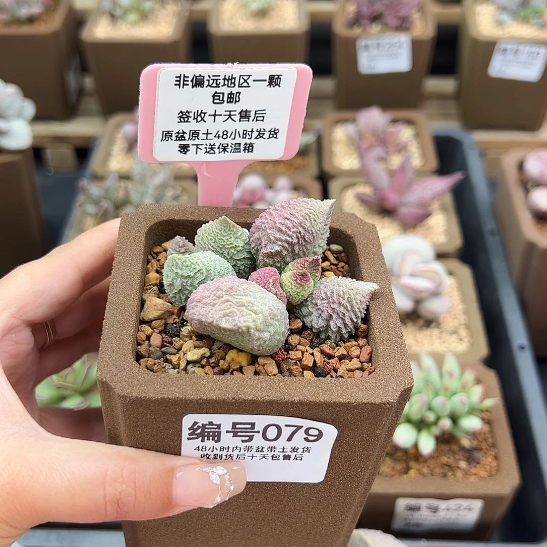 小****c079巨猪宝多肉植物