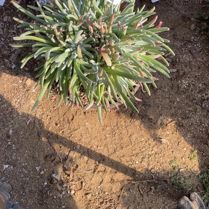 617号爱杜丽丝多肉