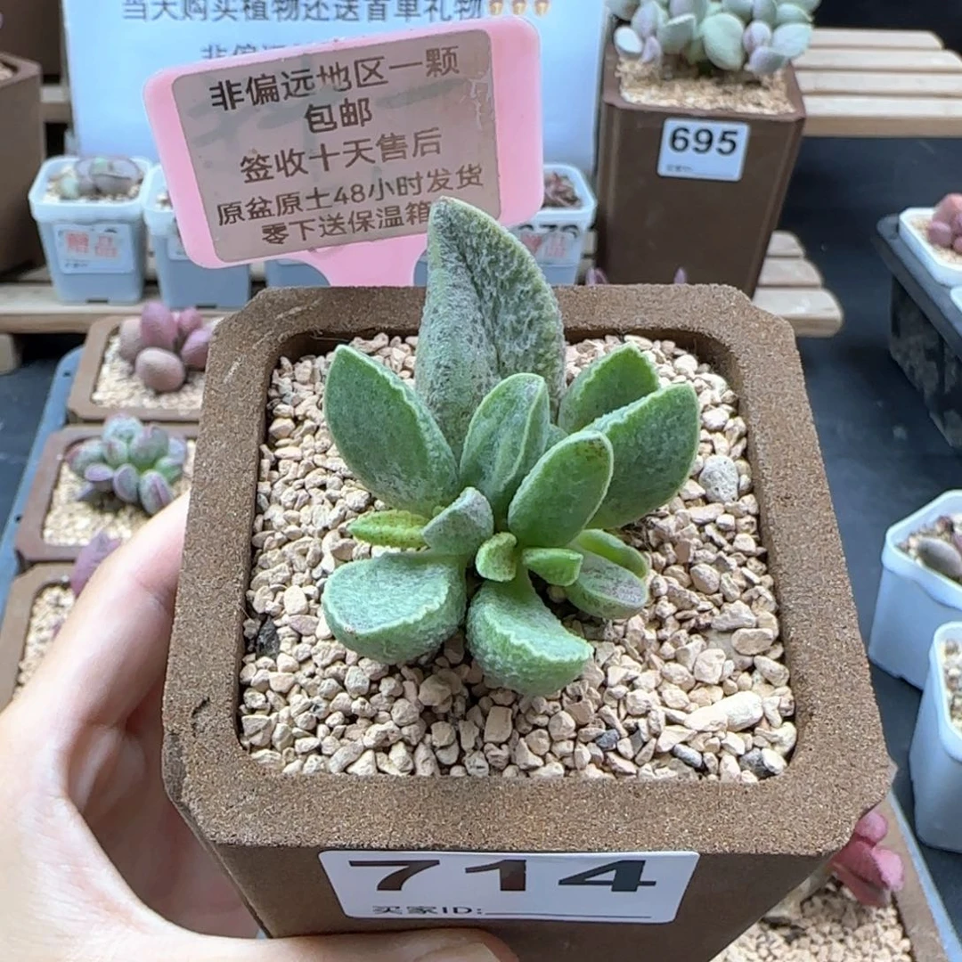 714抹茶多肉植物