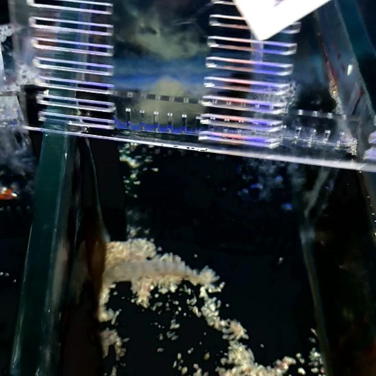 海水鱼白虾虎8/5-48-221