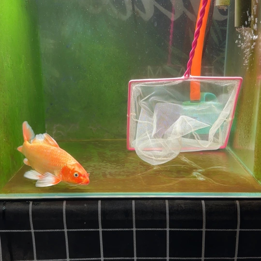 蝴蝶鲤精品蝴蝶鲤冷水好养