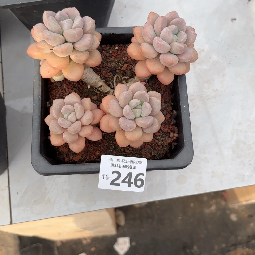 D****-白露老桩多肉多肉