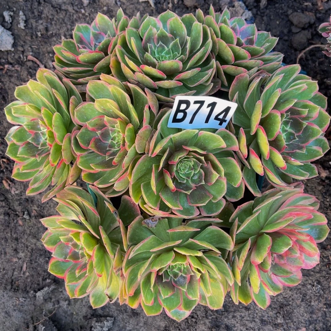 粉花妖16/////16包邮