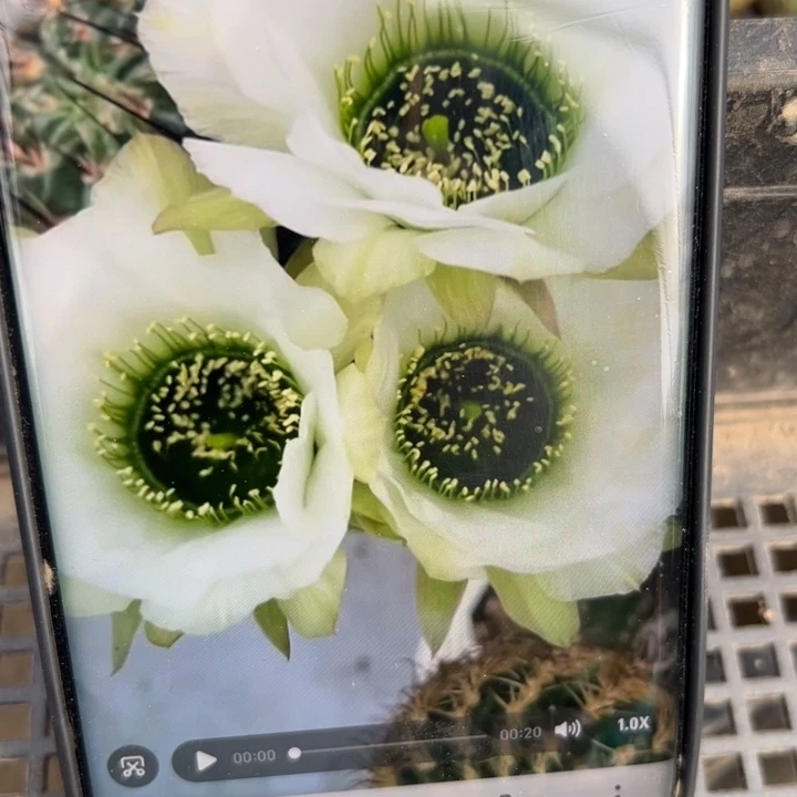 33丽花白花绿猴歪虫咬无根侧芽2公分左右20包邮