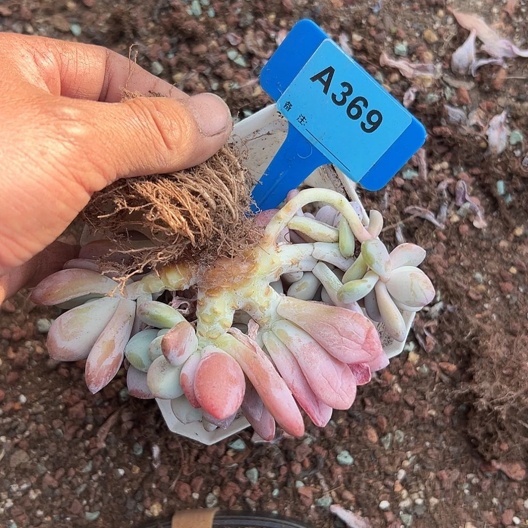 清***歌多肉植物一物一拍
