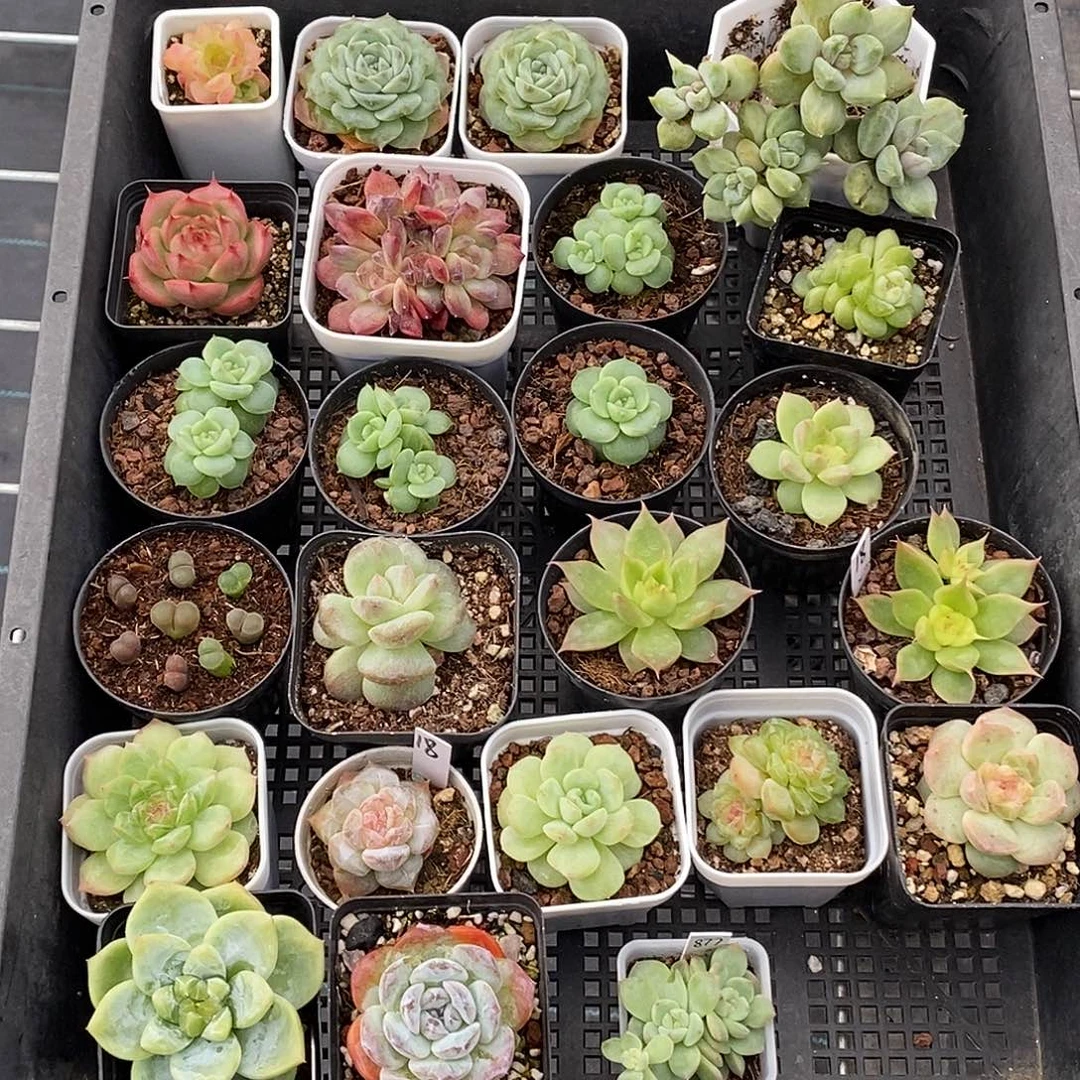 一筐24颗多肉植物