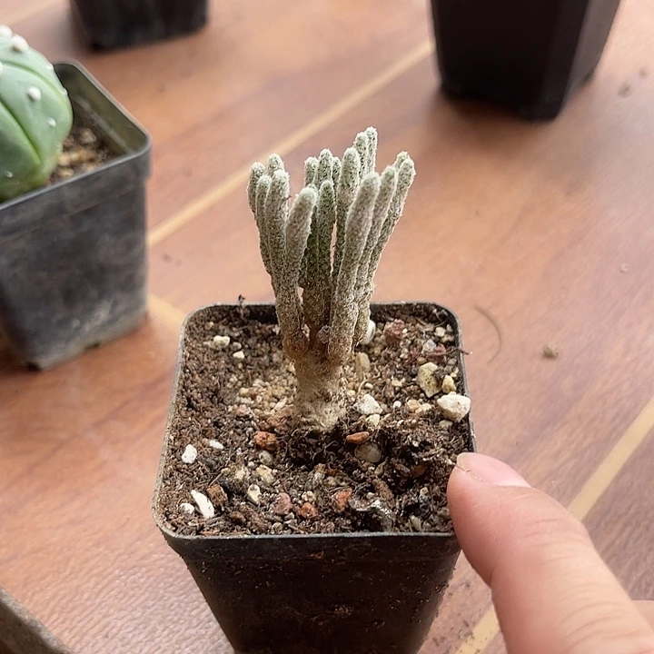无花朵迷你牧师一物一拍