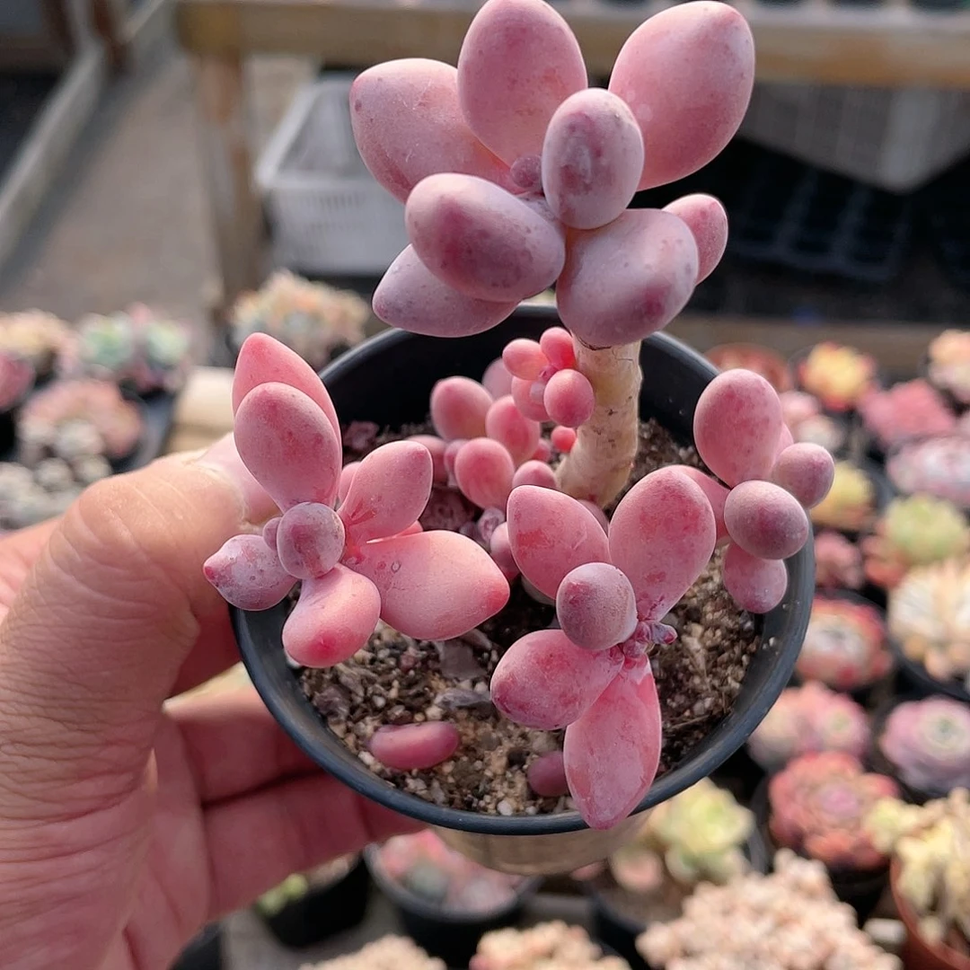 2408  苹果奶  六月六